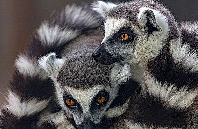 Switch 2将于2025年6月5日发售